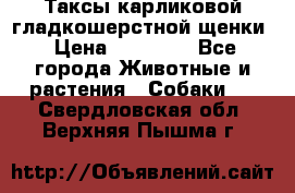 Таксы карликовой гладкошерстной щенки › Цена ­ 20 000 - Все города Животные и растения » Собаки   . Свердловская обл.,Верхняя Пышма г.